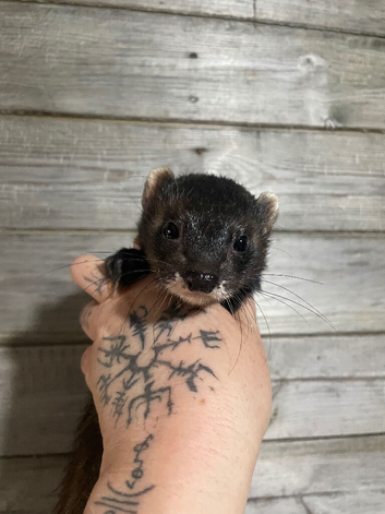 1year old black self hob