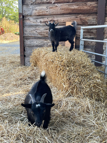 2 Castrated Pygmy Goat Wethers