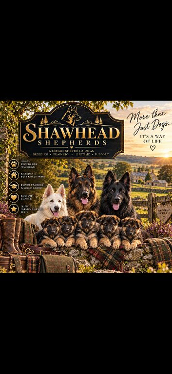 Shawhead German Shepherds