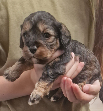 Cavapoo rare boy