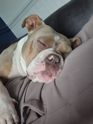 Female pocket bully