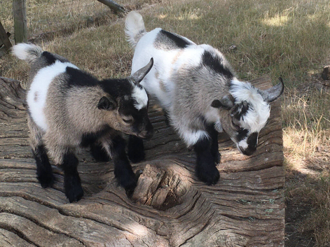 Twin wether kids.