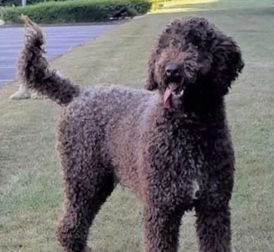 Hypoallergenic Health checked PROVEN Curly None Shedding Labradoodle STUD