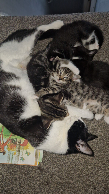 Kittens
