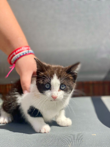 Beautiful kittens looking for a new home ready to leave now