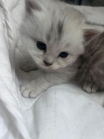 British short hair mixed with ragdoll
