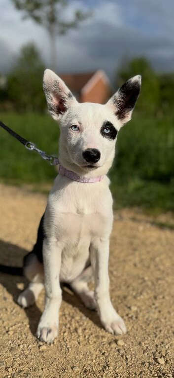 Welsh collie