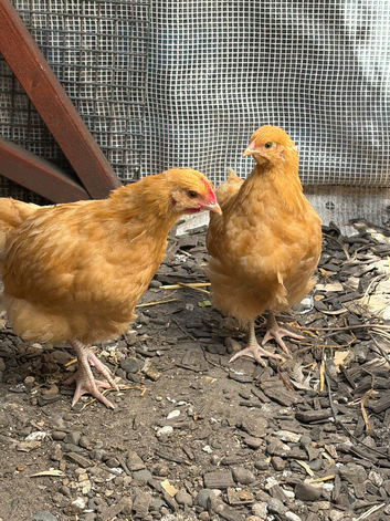Pair of Buff Orpingtons