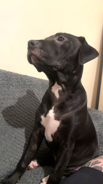 Black staffy