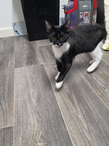 Tuxedo Kitten 5 Months Old Male