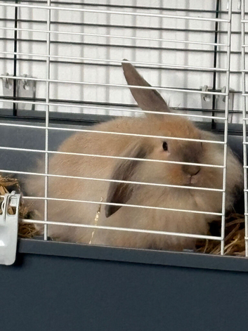 Lionhead and lop mix