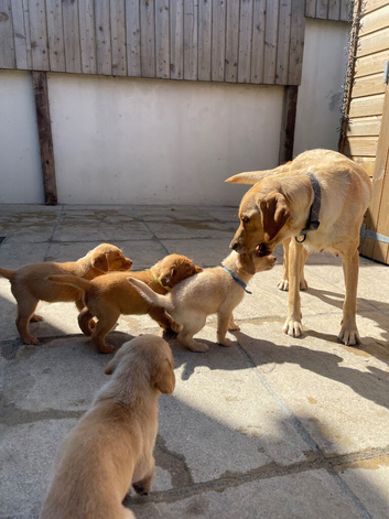 Labrador Puppies