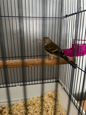 Goldfinch mule 27 days old