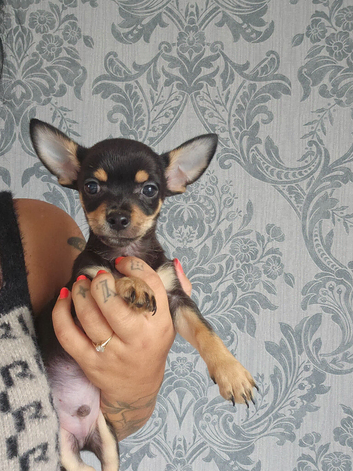 Chihuahua
