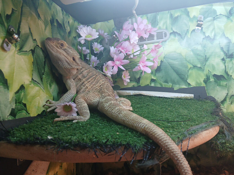 Breaded dragon