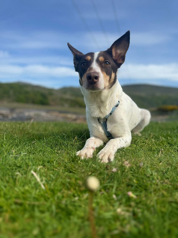 Mixed breed (Kelpie/ Huntaway X).