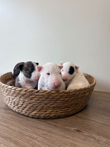 Miniature English Bull Terrier