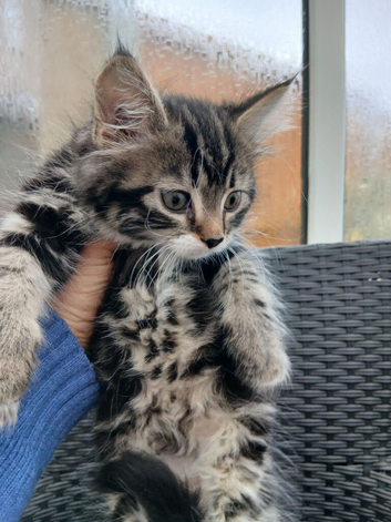 Maine coon xxx