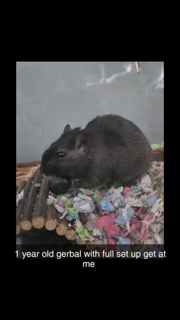 Gerbal