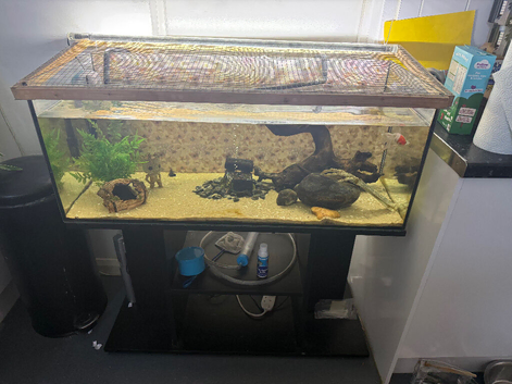 Fish tank and stand with 3 fish
