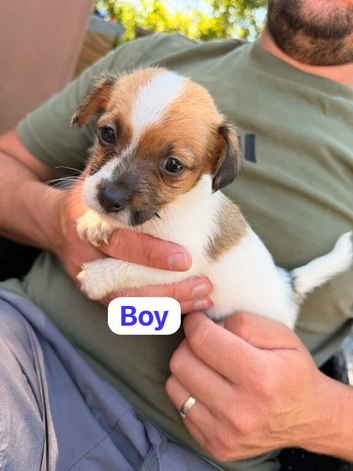 Jack Russell puppies 3 boys laft