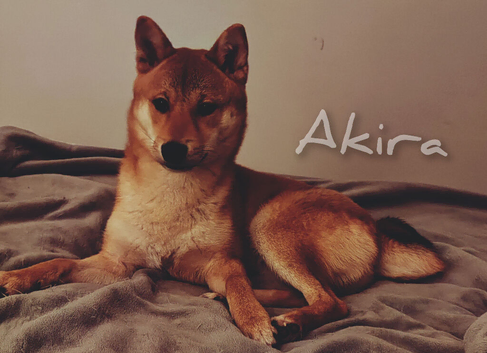 Full Shiba Inu Boy