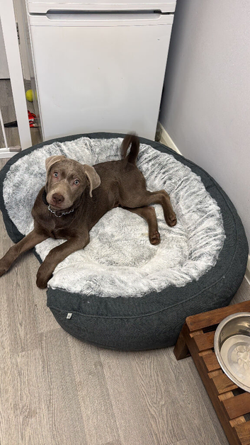 Labrador mix with Weimaraner