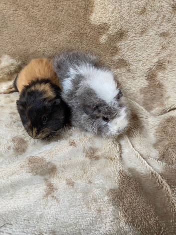 Female Baby Guinea Pigs for Sale