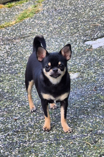 Beautiful Black/Tan Smooth Female Chihuahua
