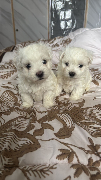 Beautiful Maltese Puppies Looking for Loving Homes