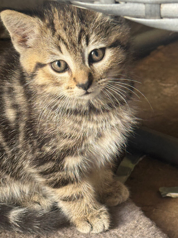 3 beautiful kittens for new homes