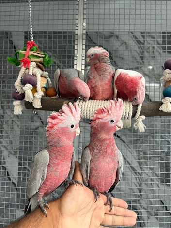 Handreared Baby Ready Now Friendly Super Tame Cuddly Galah Cockatoo Parrot,
