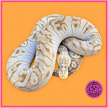 2024 Male Pastel Mojave GHI Clown