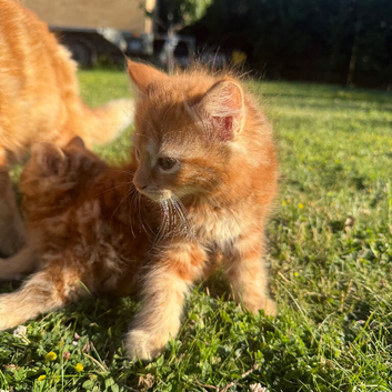 Kittens for sale