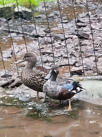 ***breeding pair new zealand shovelers***