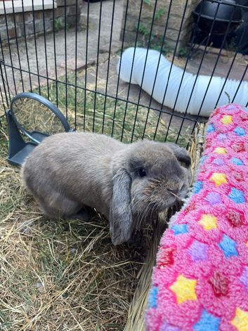Mini lop bunnies