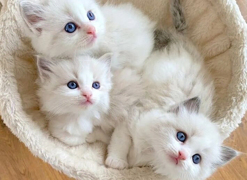 INDOOR RAGDOLL KITTENS