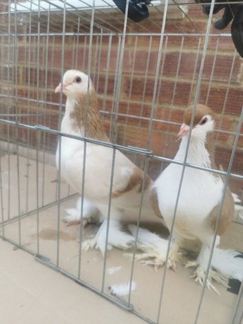 Lahore pigeons for sale
