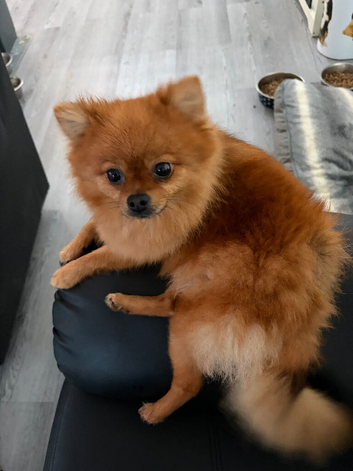 Small female Pomeranian