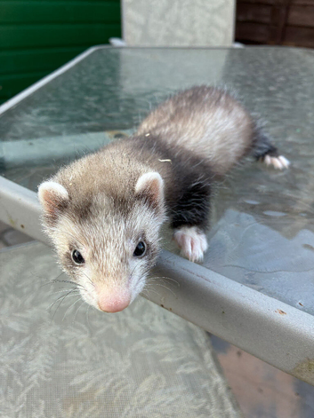 Polecat