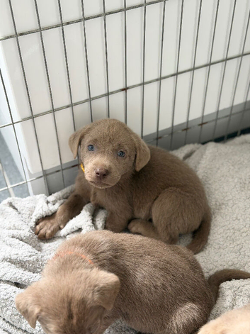 3 left Stunning Silver Labrador Pups