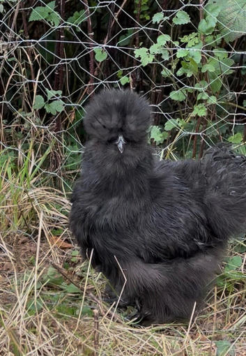 Purebred hatching silkie eggs x6