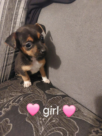 Miniature Jack Russell puppies