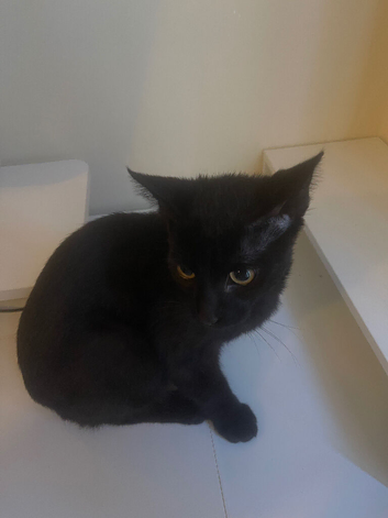 Beautiful Friendly Black Kitten Looking for Loving Home