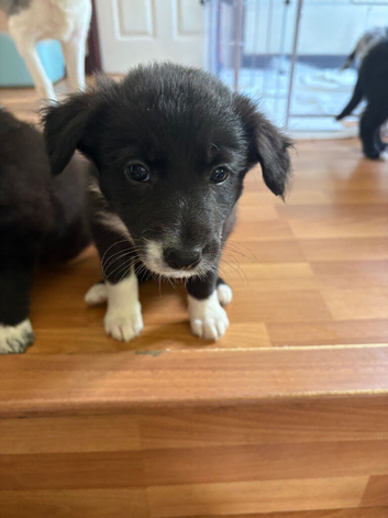 Mixed litter border collie pups