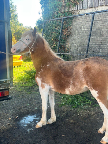 Splashed show potential filly