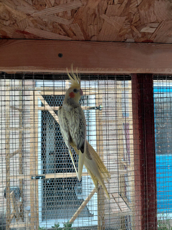 Young cockatels for sale.