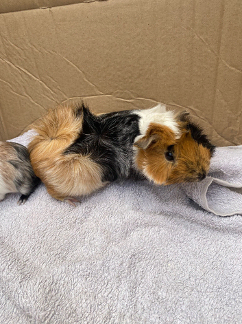 Various guinea pigs