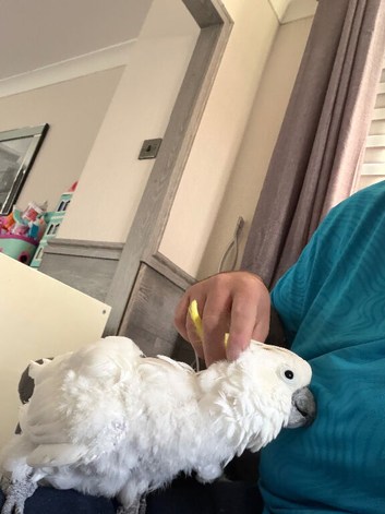 Tamed and talking Sulphur crested cockatoo
