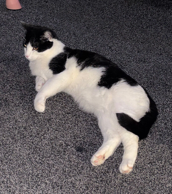 Domestic Tuxedo Cat